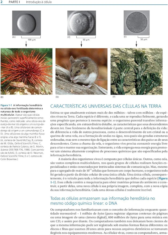Biologia Molecular da Célula Walter 6° E [E-book]