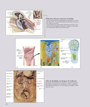 Anatomia Humana Van de Graaff 6°Ed [E-book]