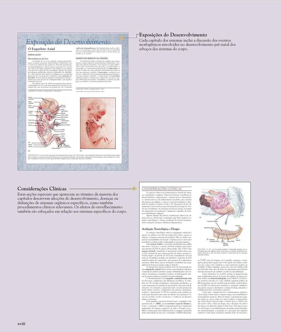 Anatomia Humana Van de Graaff 6°Ed [E-book]
